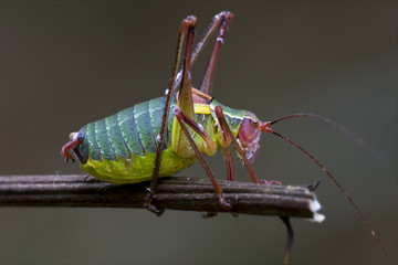 Tettigoniidae