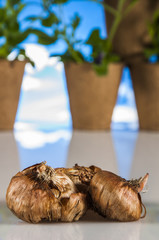 Garden, gardening stuff