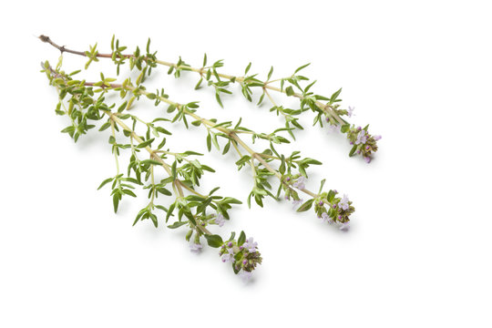 Twigs of thyme