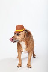 Lustiger Hund