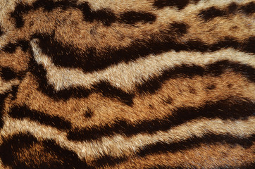 ocelot fur stripes