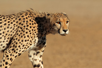 Stalking Cheetah