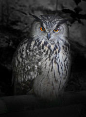 The evil eyes in the night. ( Eagle Owl, Bubo bubo). © Kletr