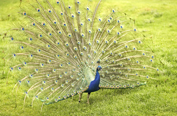 Fototapeta premium Peacock