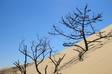 Silhouette de pin sur la dune du Pilat