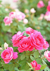 Bed of roses