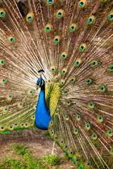 Obraz premium Pavone