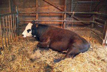 cattle in barn