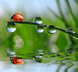 fresh morning dew and ladybird