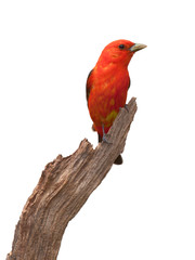 Tanager Pose