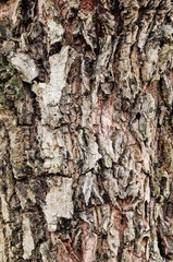 Bark detail