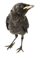 young crow