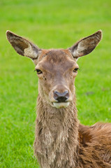 Head of Female red deer