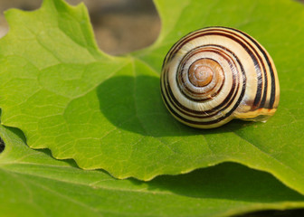 Schnecke auf einem grünen Blatt
