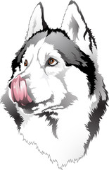 Licked muzzle dog breed husky © SashaS