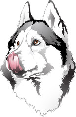 Licked muzzle dog breed husky