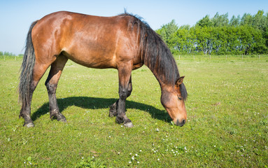 Obraz premium Grazing brown horse in the sunny meadow
