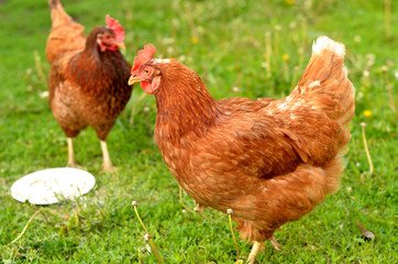 two chickens