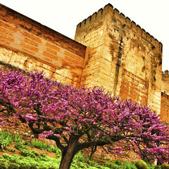 Obraz premium La Alhambra in Granada, Spain
