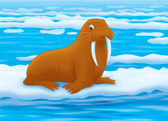 Walrus © Alexey Bannykh
