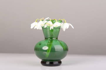 Snowdrop in green vase. Galanthus nivalis