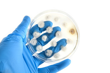 genetically modified fungi on agar plate