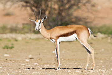 Naklejka na ściany i meble Springbok w Kalahari