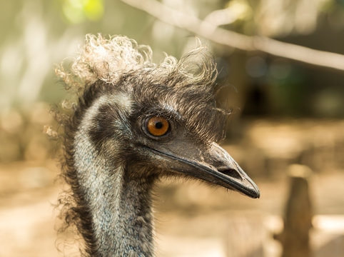 emu close-up