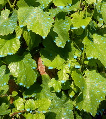 Bouillie bordelaise sur vigne