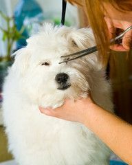 Grooming Maltese dog