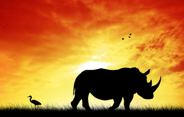 Rhino at sunset
