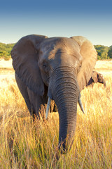 Obraz na płótnie Canvas Ciekawy Słoń