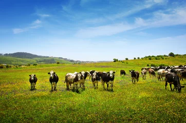 Photo sur Plexiglas Vache Vaches au pâturage