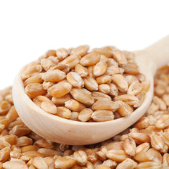 wheat grains in wooden spoon
