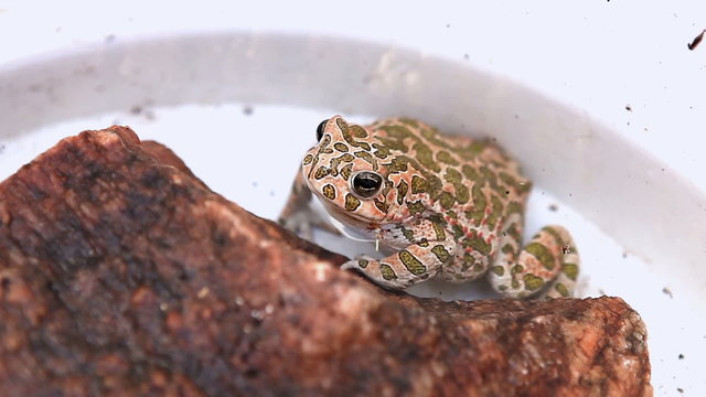 Leopard Frog, High Definition Video, 1920X1080