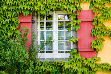 Fenster mit Weinranken