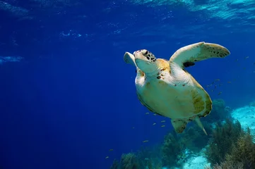 Rideaux velours Tortue Green Sea Turtle swimming along tropical reef