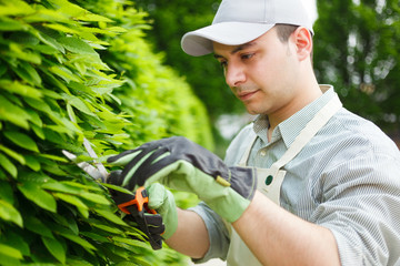 Gardener pruning an hedge
