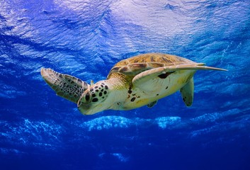 Green Sea Turtle swimming in the ocean