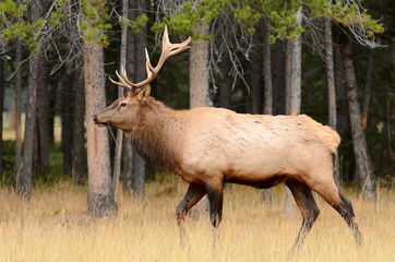 Rocky Mountain Elk