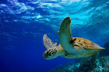 Groene zeeschildpad die langs tropisch rif zwemt