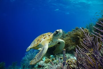 Photo sur Aluminium Tortue Tortue verte nageant le long d& 39 un récif tropical