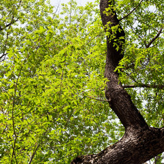 Fototapeta premium young foliage on old tree
