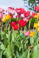 colorful tulips