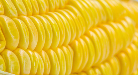 Close up view of corn seeds