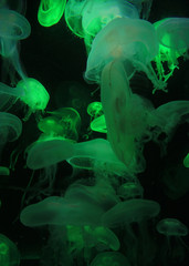 translucent jellyfish - green
