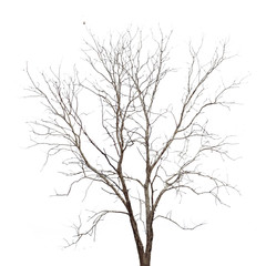 Fototapeta na wymiar Martwe drzewa na białym tle