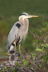 Great Blue Heron (Ardea Herodias)
