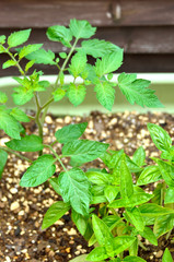 コンパニオンプランツ