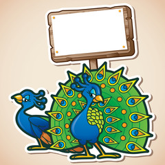 Peacock with a sign